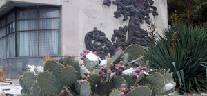 Кактусы и пальмы в снегу: в Алуште выпал первый снег