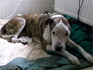 Чтобы спасти старенького пса, ветеринары обложили его грелками. Фото: сайт Харьковсого горсовета.