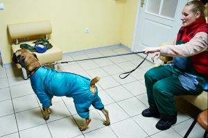 Собаки, от которых отказались хозяева, все чаще оказываются в приюте для бездомных животных. Фото с сайта Харьковского горсовета.