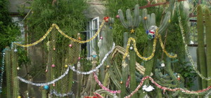 В Ялте на Новый год вместо елок наряжают… кактусы 