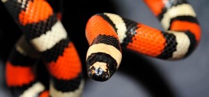 Удавы, флоридские змеи и полозы: каких змей можно встретить в домах у крымчан