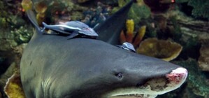 Руководство ТРЦ отреагировало на блог акулы в Твиттере