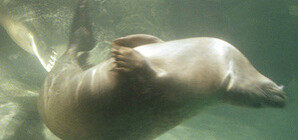 Наблюдательный донецкий школьник 