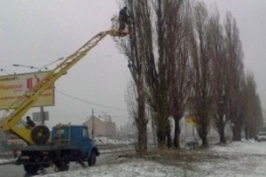 На улице Академика Павлова кронируют деревья. Фото с сайта Харьковского горсовета.
