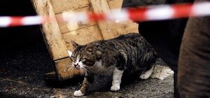 Как Михалков снимал кино на центральных улицах Одессы