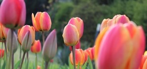 Концепция поменялась, Донецк теперь будет городом тюльпанов