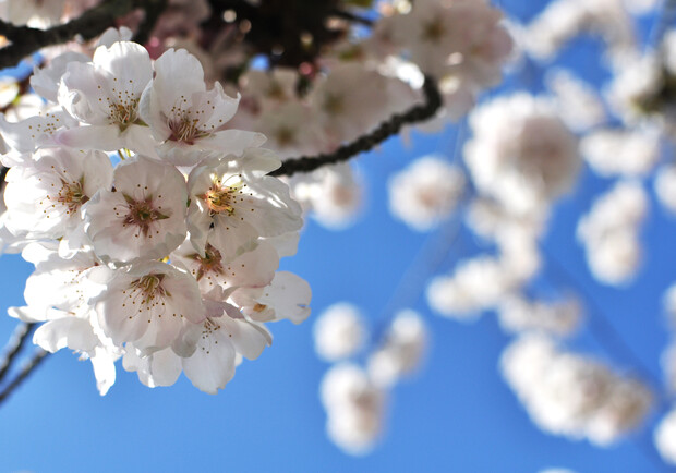 Совсем скоро в Харькове начнется настоящая весна. Фото: sxc.hu.