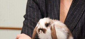 В Харьковском зоопарке устроят настоящие кроличьи бега