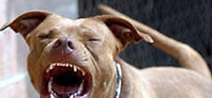 В Запорожье питбуль напал на хозяйку и милиционеров