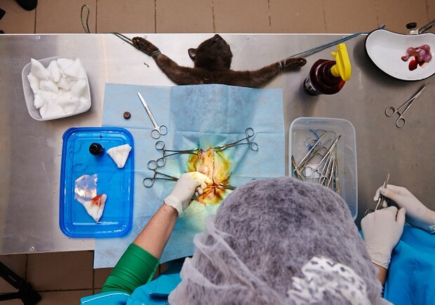 В приюте для животных делают бесплатные операции домашним животным города.Фото с сайта Харьковского горсовета.