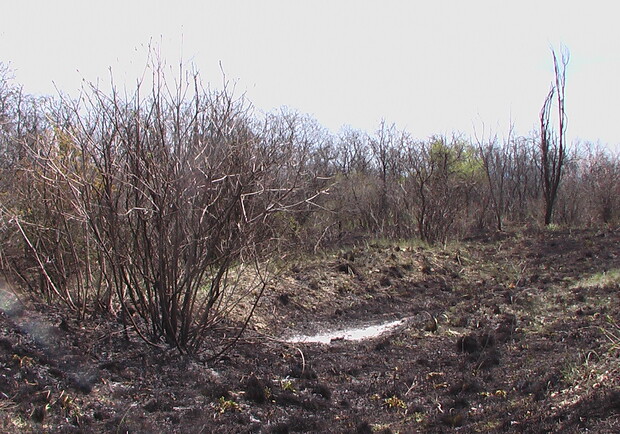 На Харьковщине бушуют пожары. Фото с официального сайта ГТУ МЧС Украины в Харьковской области.