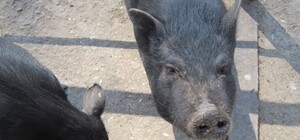 В Одесском зоопарке весенний беби-бум