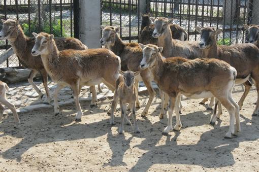 В клетке муфлонов подрастает новое поколение козликов. Фото: официальный сайт Харьковского зоопарка.