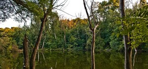 Совские пруды превратились в море нечистот