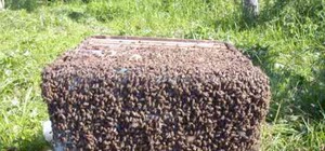 Симферополец поставил улей с пчелами в центре города