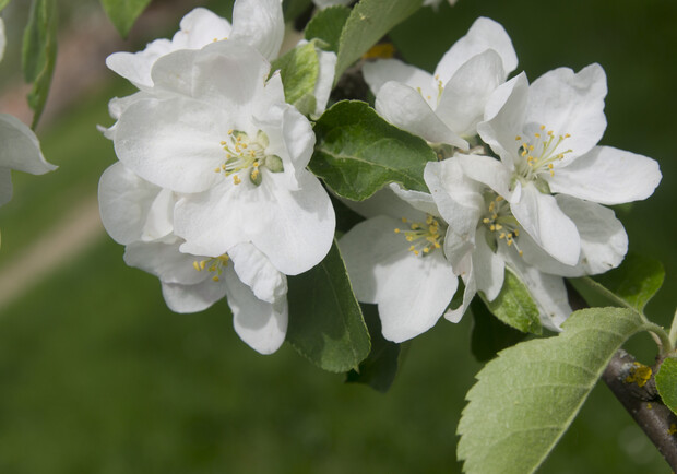 Сегодня начинали цвести яблони. Фото: sxc.hu.