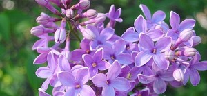 Харьковская сирень-2013: полная программа мероприятий