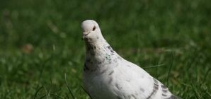 В усадьбе Мциховского будут ворковать голуби