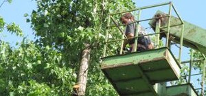 В Донецке будет легче дышать? Коммунальщики обещают спилить все тополя