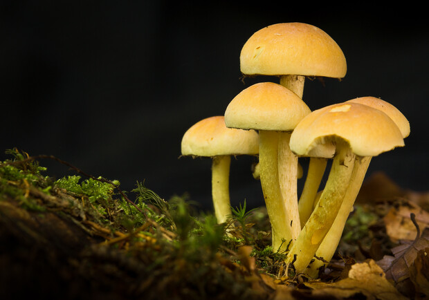 Сегодня предсказывают урожай грибов. Фото: sxc.hu.