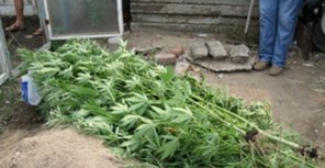 Парень выращивал коноплю. Фото с сайта ГУ МВД Украины в Харьковской области.