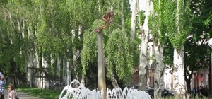 Деревьев в Днепропетровске, как и людей, с каждым годом становится все меньше