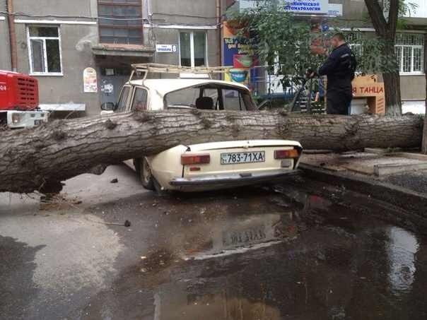 В центре Харькова дерево упало на автомобиль. Фото: <a href=http://vk.com/avto_kh>avto_kh </a>.