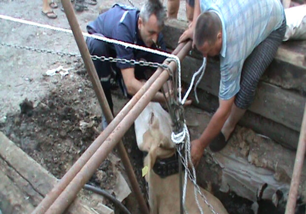 Животное застряло в верхней части колодца. Фото с сайта ГУ ГСЧС Украины в Харьковской области.
