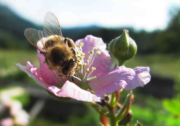 Сегодня определяют погоду по пчелам. Фото: sxc.hu.