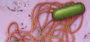 В самой популярной речке Луганска нашли бактерии сальмонеллы