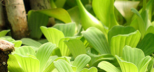 Тропическая  трава пожирает питьевую артерию Донбасса – Северский Донец