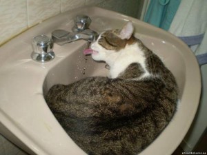 От жары даже коты согласны на водные процедуры.  
Фото pavlyxa.ru/wp-content