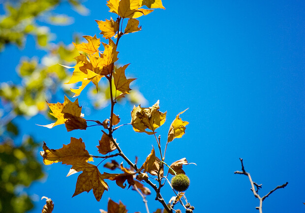 Желтые листочки на деревьях в этот день говорят о раннем наступлении осени. Фото: sxc.hu