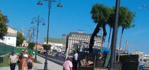 Опять одумались: зеленстрой вернул деревья к Колонне Магдебургского права