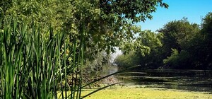 В Северский Донец запустят бегемотов?