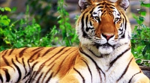 Харьковский зоопарк отметить День тигра. Фото: Харьковский городской совет.
