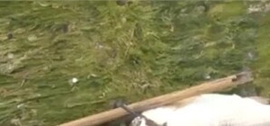 Берег лимана под Одессой усеяли тысячи тушек мертвой рыбы