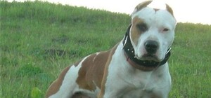 Под Донецком бойцовская собака изгрызла лицо 5-летней девочке