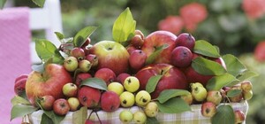 Яблочный спас - традиции,приметы, история