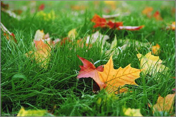 Осень в этом году придет по расписанию - 1 сентября. Фото: gall.com.ua.