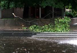 Поваленные ветром деревья заблокировали Парковую дорогу - как объехать
