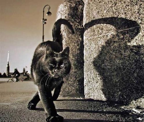 Сегодня во всем будут виноваты черные кошки, пустые ведра и число 13. Фото: liveinternet.ru.