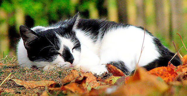 Не спать: у каждого свой рецепт борьбы с осенней "спячкой". Фото с сайта <a href="http://zerda-fox.deviantart.com/art/Autumn-sleep-260924804">zerda-fox.deviantart.com</a>.