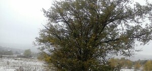 В Луганской области выпал первый снег