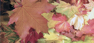 Куда свозить опавшие листья в каждом районе Донецка?