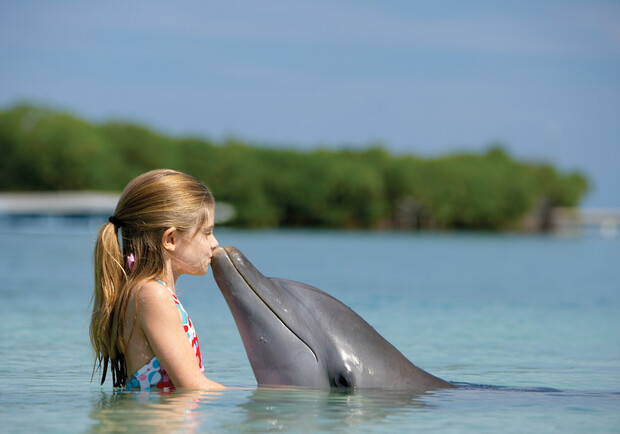 Общение с дельфином - полезная, но дорогая штука. Фото: liveinternet.ru.