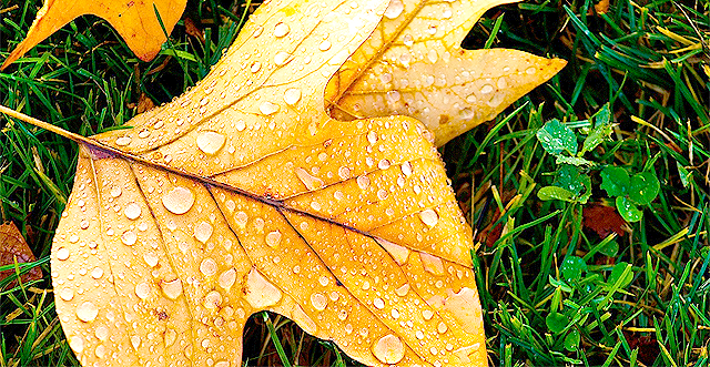 Не забудьте взять зонт, выходя из дома! Фото с сайта <a href="http://www.wallibs.com/resolutions/1600x1200-autumn-rain-wallpaper">wallibs.com</a>.