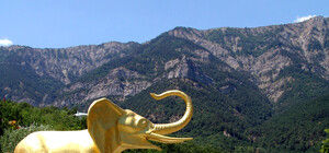 В Крыму живут брошенный циркачами верблюд и страус-меломан