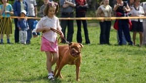 Детей научат правильно обращаться с собаками. Фото с сайта городского совета.