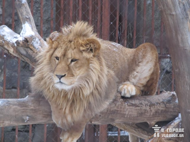 В отличие от многих животных, льву морозы не страшны. 